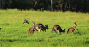 Read more about the article Australia Research Training Program (RTP) Scholarships