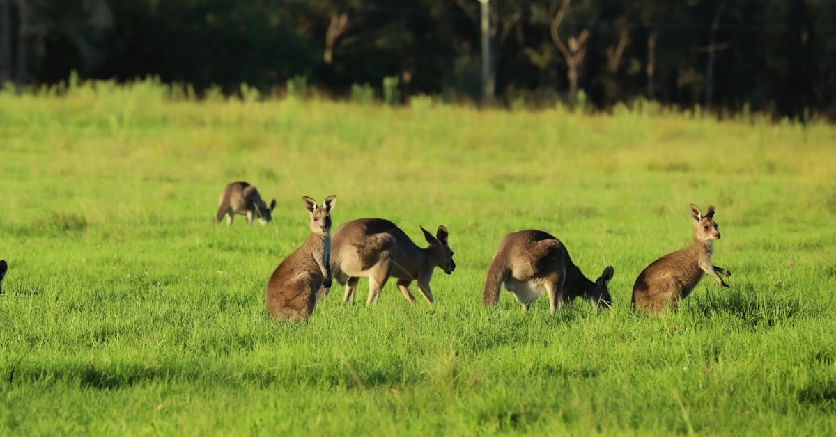 You are currently viewing Australia Research Training Program (RTP) Scholarships