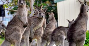 Read more about the article Australia Research Training Program (RTP) Scholarships