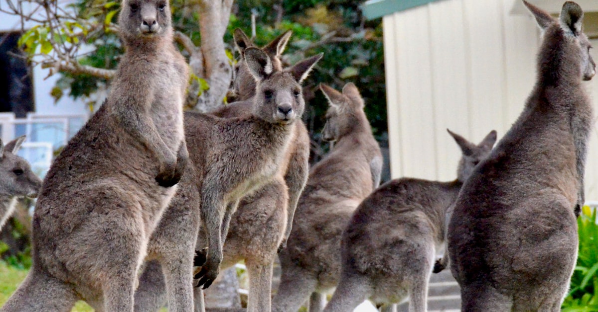 You are currently viewing Australia Research Training Program (RTP) Scholarships